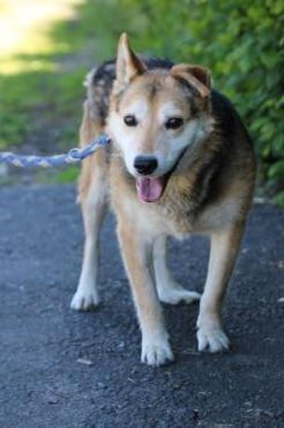 Haro - lieber, ruhiger Rüde