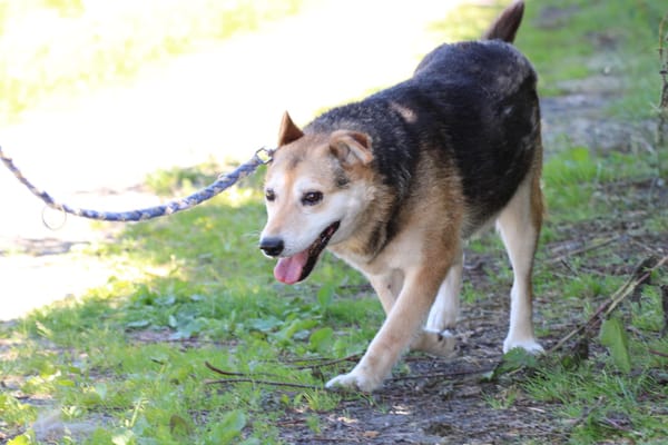Haro - lieber, ruhiger Rüde