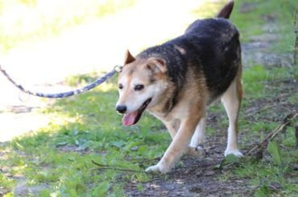 Haro - lieber, ruhiger Rüde