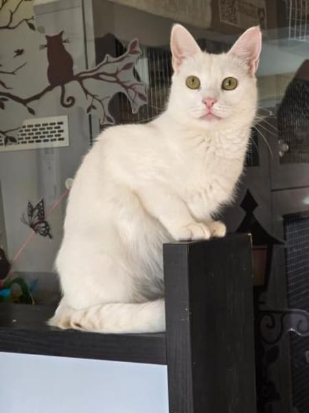 PEARL - eine weiße Perle sucht Zuhause!