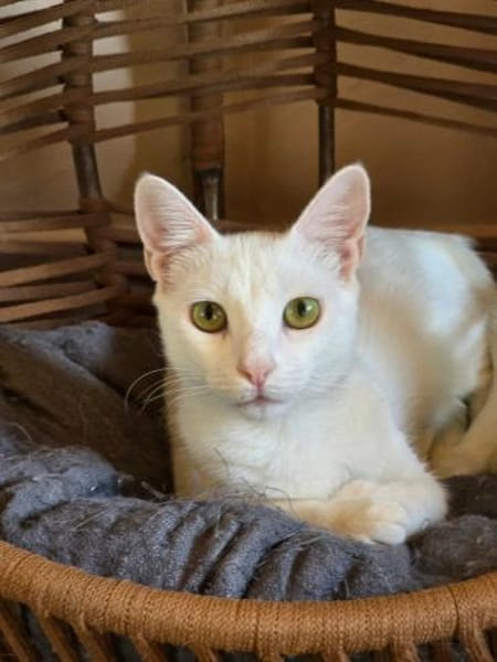 PEARL - eine weiße Perle sucht Zuhause!