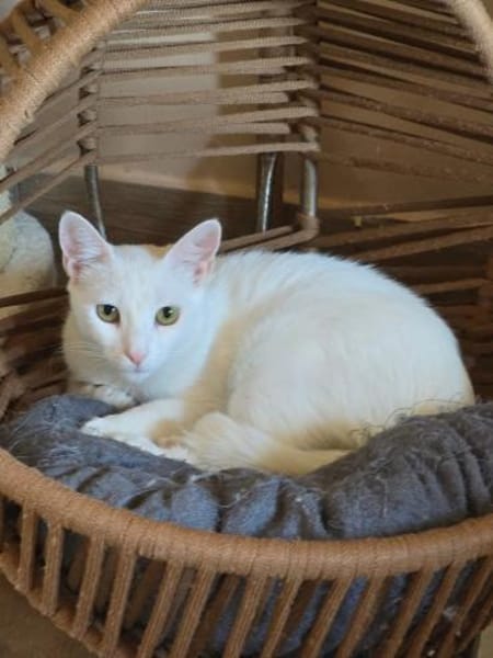 PEARL - eine weiße Perle sucht Zuhause!