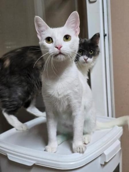 PEARL - eine weiße Perle sucht Zuhause!