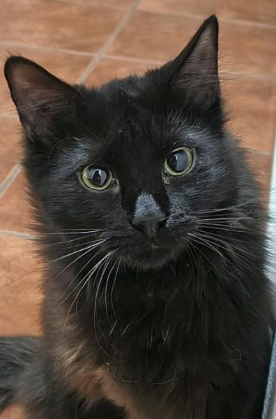 Sanfter Kater Merlin (1 Bein fehlt)