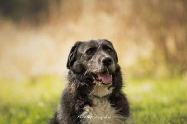 Napoleon  - PLZ 68642