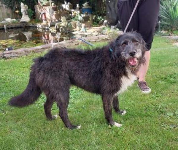 Napoleon  - PLZ 68642