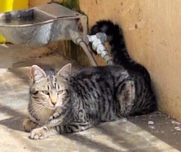 Junge, fröhliche Katze Tirana