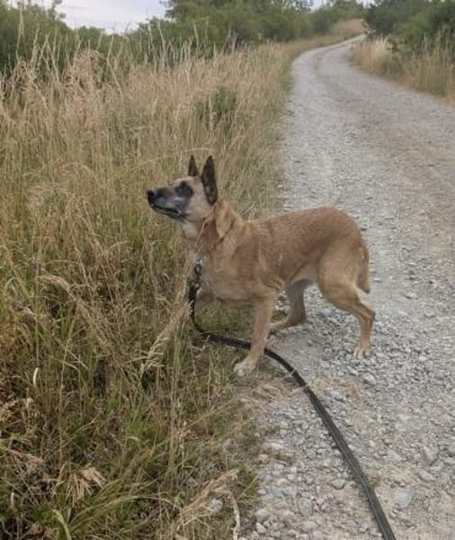 RUBY sucht DRINGEND ‼🆘‼