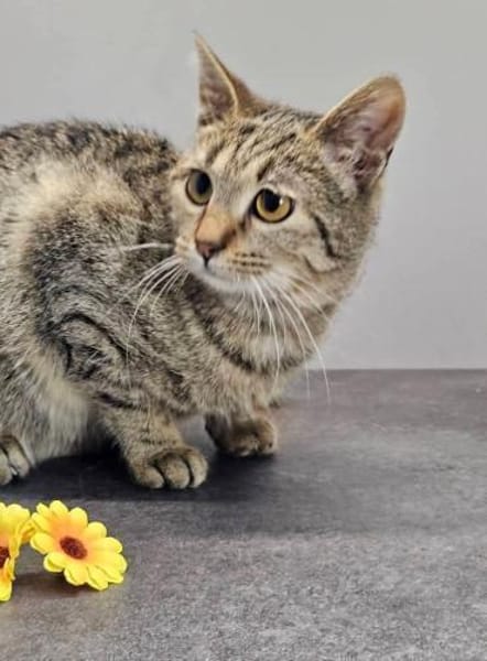 MINKA - entzückendes Löwenherz!