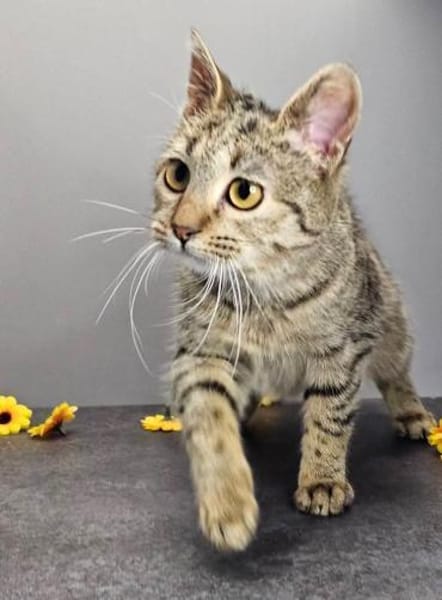 MINKA - entzückendes Löwenherz!