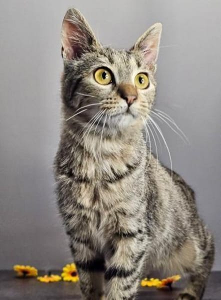 MINKA - entzückendes Löwenherz!