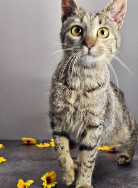 MINKA - entzückendes Löwenherz!