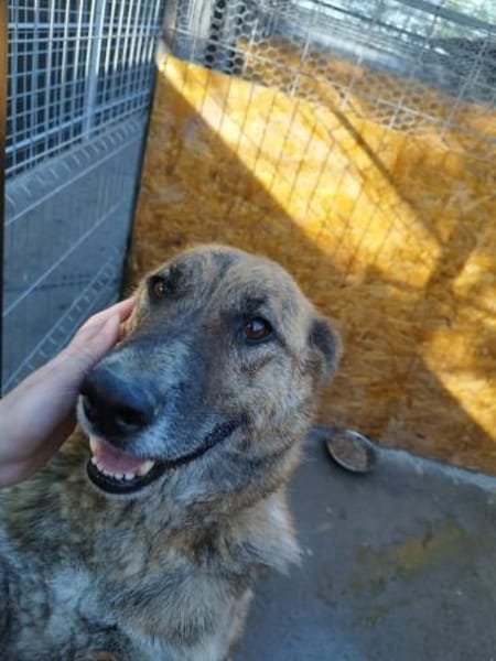 Angus - Notfall in Deutschland