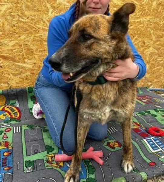 Angus - Notfall in Deutschland