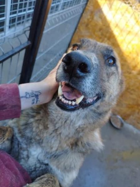 Angus - Notfall in Deutschland