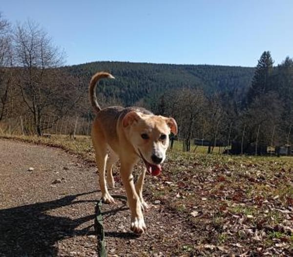 ❤Jessy - gute Laune auf vier Pfoten😄