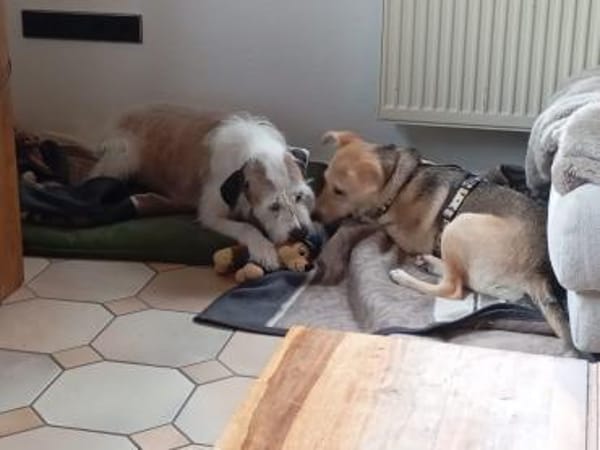 ❤Jessy - gute Laune auf vier Pfoten😄