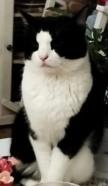 Mylo Freundlicher Charmebolzen