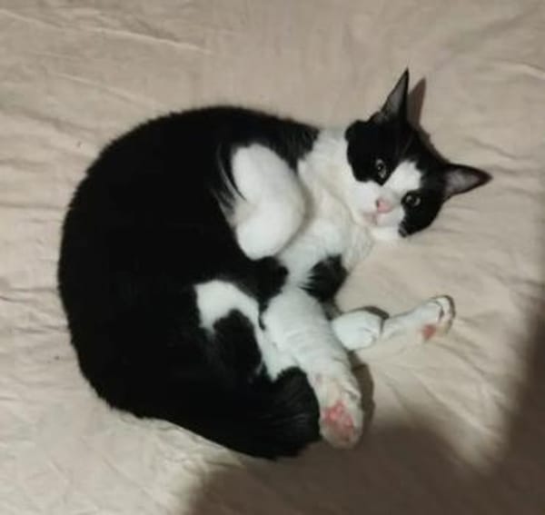 Mylo Freundlicher Charmebolzen