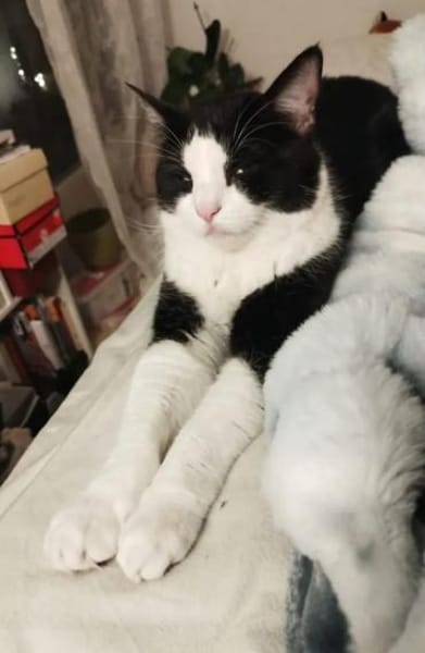 Mylo Freundlicher Charmebolzen