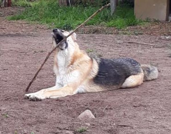 Dario - sanfter Riese aus Lazio