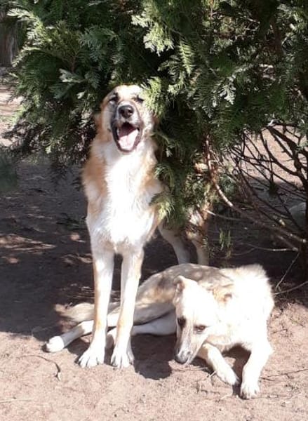 Dario - sanfter Riese aus Lazio