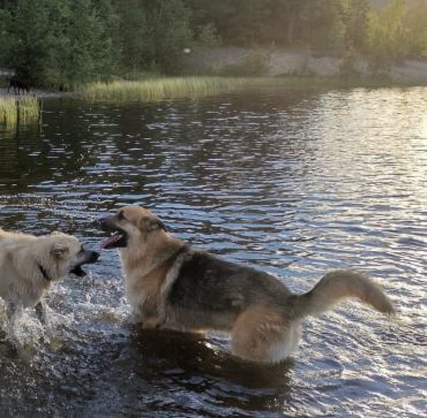 Dario - sanfter Riese aus Lazio