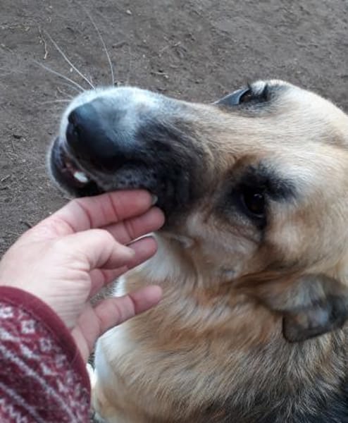 Dario - sanfter Riese aus Lazio