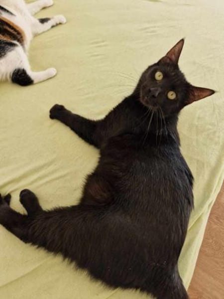 Wim sucht warmes Körbchen