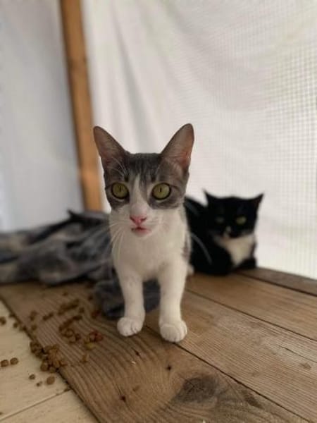 Meyna, Samtpfote mit den großen Augen