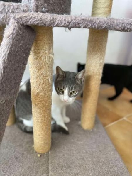 Meyna, Samtpfote mit den großen Augen