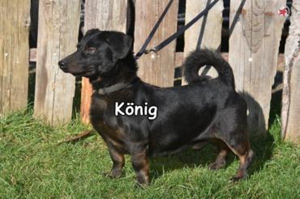 KÖNIG