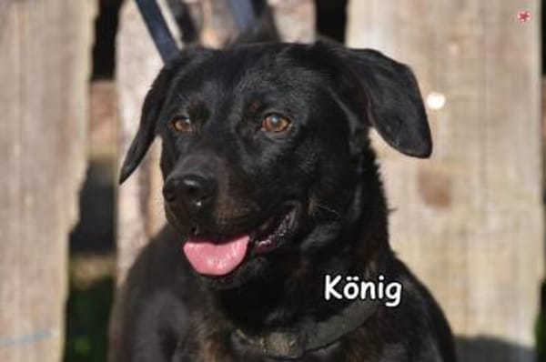 KÖNIG