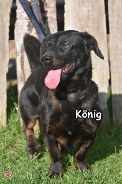 KÖNIG