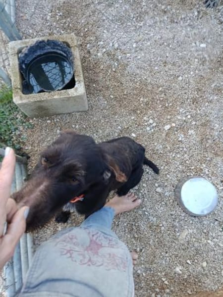 Smiley ein fröhlicher Hund