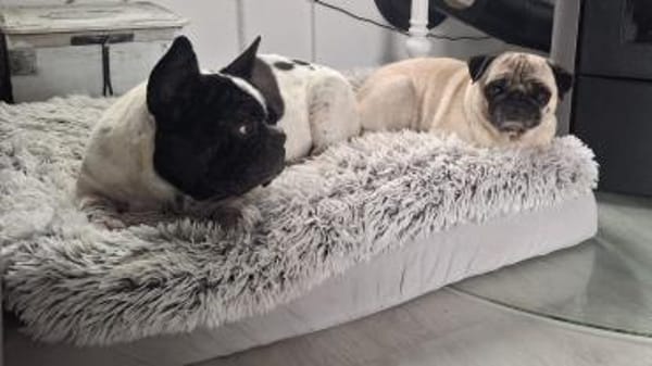 Atome sucht einfühlsames Zuhause