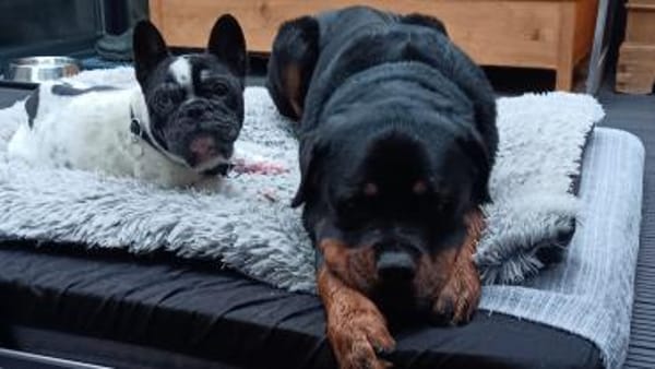 Atome sucht einfühlsames Zuhause