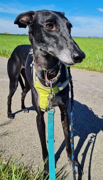 Gretel sucht erfahrene Menschen