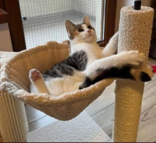 Banshee BanBan Prinzessin sucht Familie