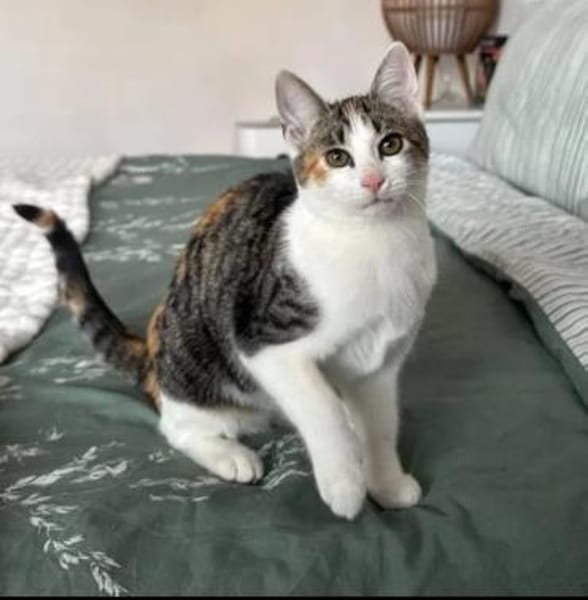 Banshee BanBan Prinzessin sucht Familie