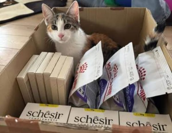 Banshee BanBan Prinzessin sucht Familie