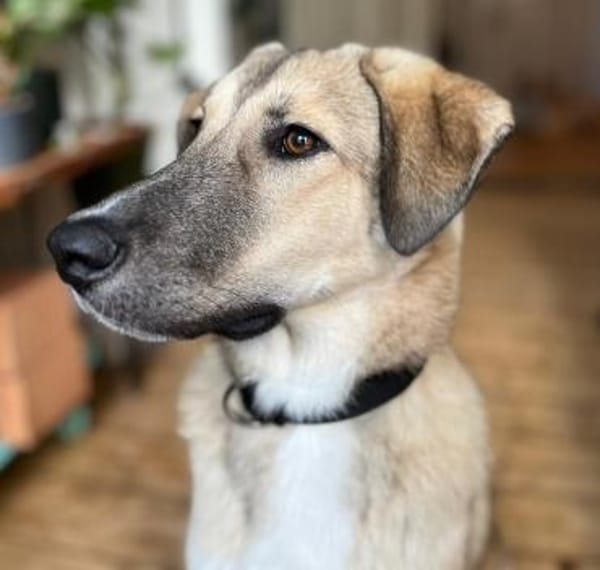 Miles - toller & junger Rüde auf PS