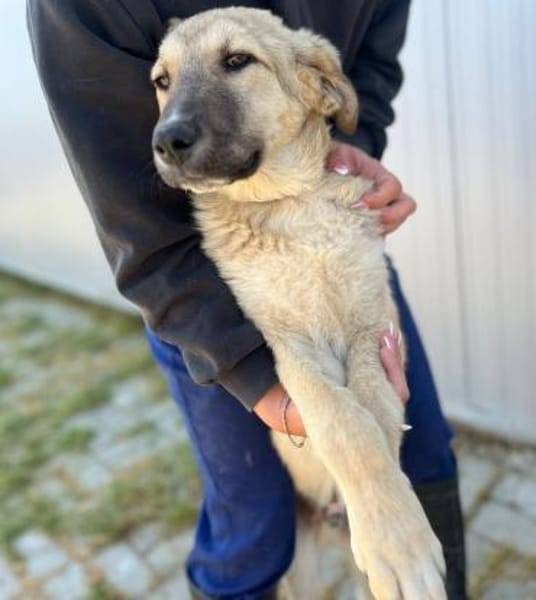 Miles - toller & junger Rüde auf PS