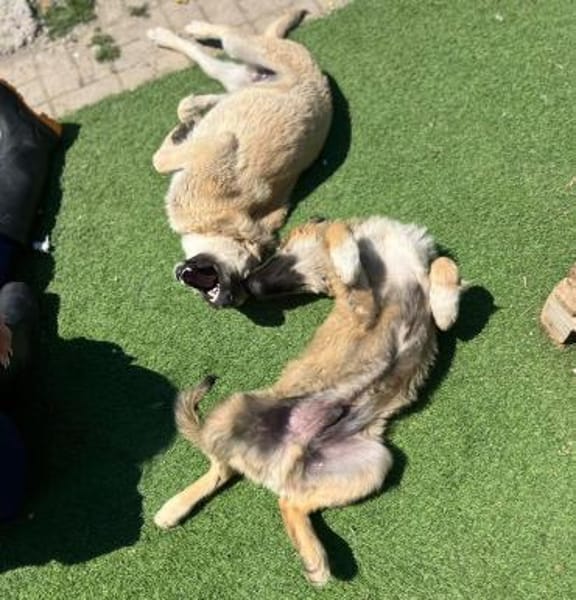 Miles - toller & junger Rüde auf PS