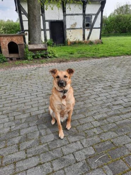 Carlos- besonderer Hund sucht Menschen