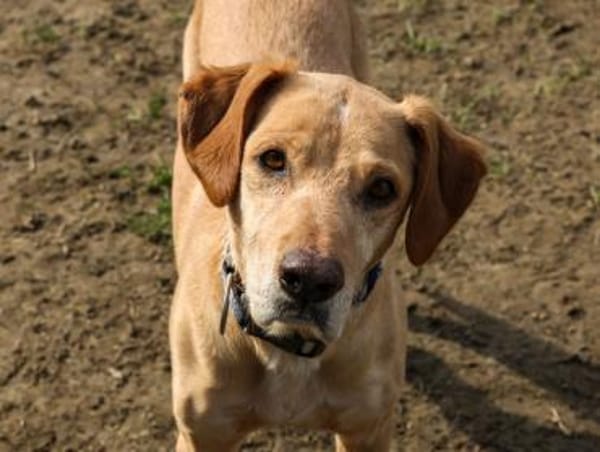 Lucky wartet schon zu lange