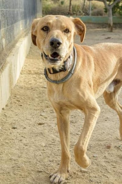 Lucky wartet schon zu lange