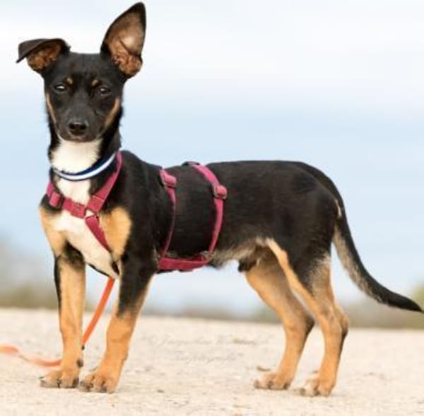 GOPI - spätere Adoption möglich