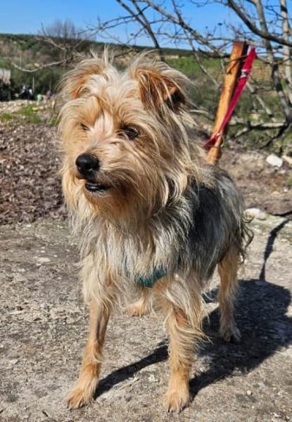 Archi wäre so gerne ein Familienmitglied