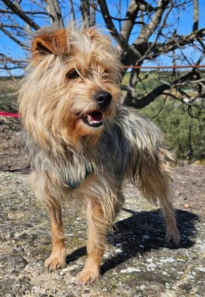 Archi wäre so gerne ein Familienmitglied